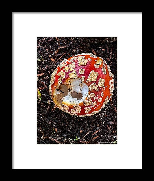 Mushroom 2 - Framed Print
