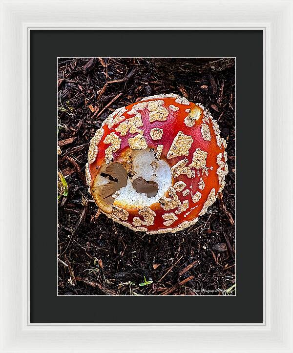 Mushroom 2 - Framed Print
