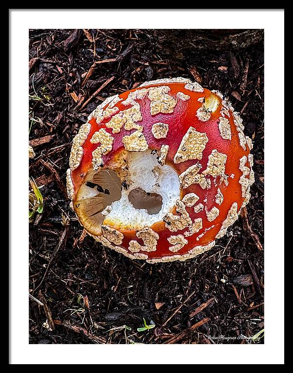 Mushroom 2 - Framed Print