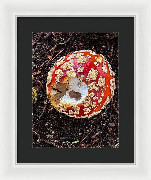 Mushroom 2 - Framed Print