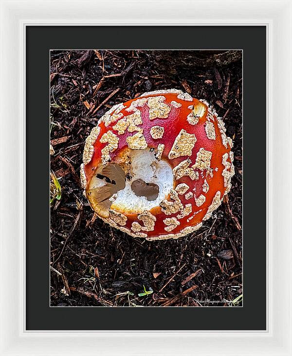 Mushroom 2 - Framed Print