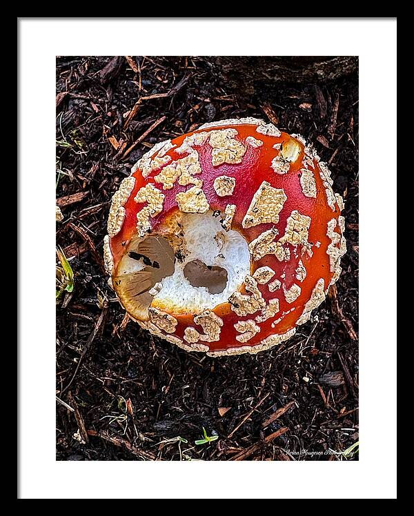 Mushroom 2 - Framed Print