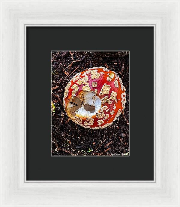 Mushroom 2 - Framed Print