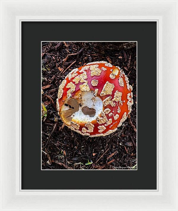 Mushroom 2 - Framed Print