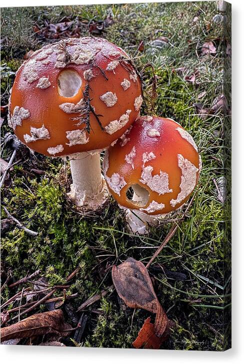 Mushrooms  - Canvas Print