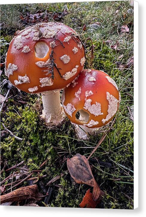 Mushrooms  - Canvas Print