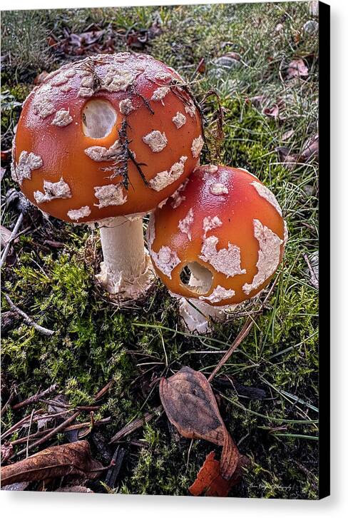Mushrooms  - Canvas Print