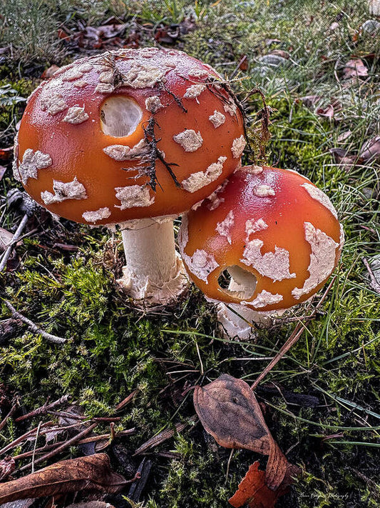 Mushrooms  - Art Print