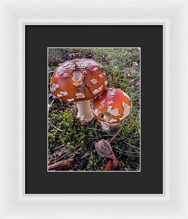 Mushrooms  - Framed Print