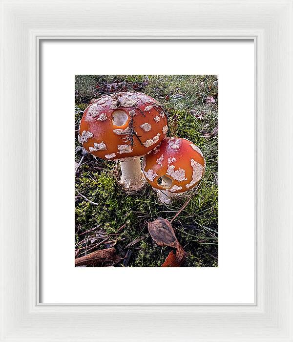 Mushrooms  - Framed Print