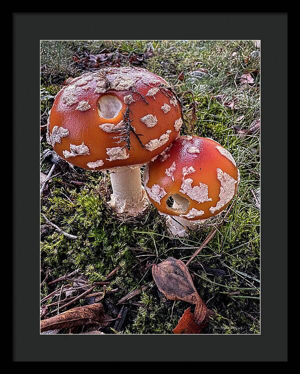 Mushrooms  - Framed Print