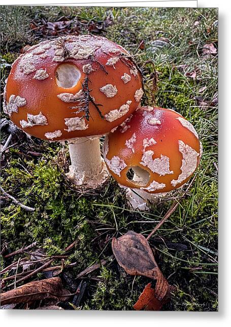 Mushrooms  - Greeting Card