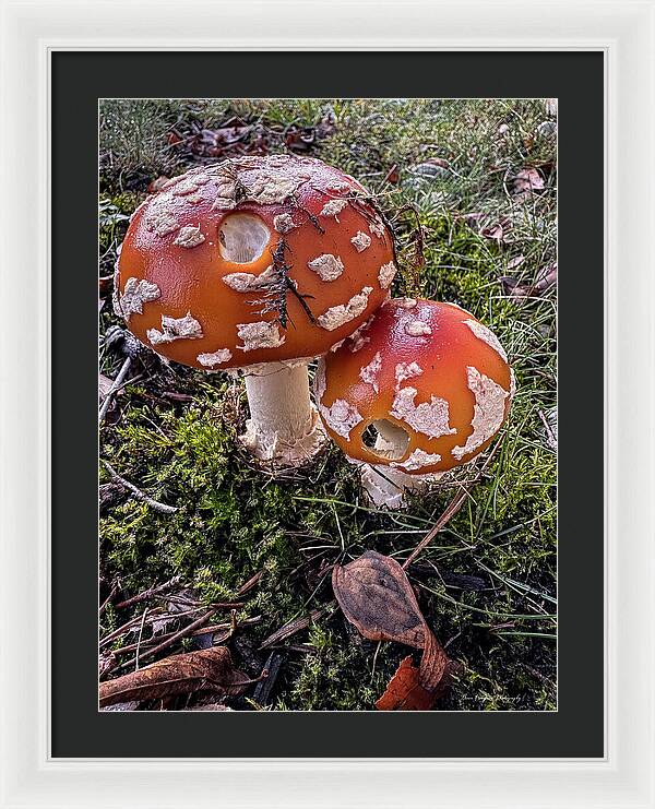 Mushrooms  - Framed Print