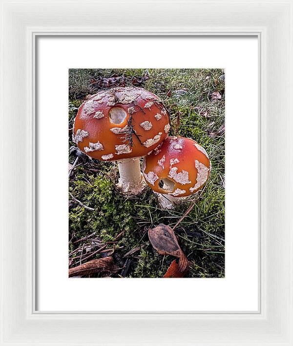 Mushrooms  - Framed Print