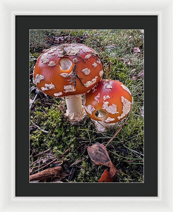 Mushrooms  - Framed Print