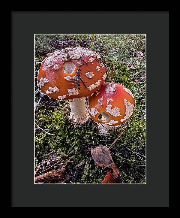 Mushrooms  - Framed Print