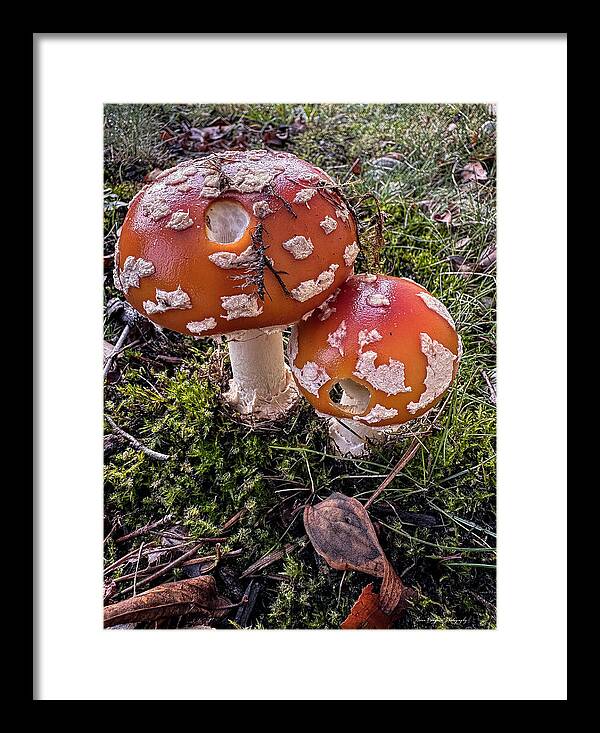 Mushrooms  - Framed Print