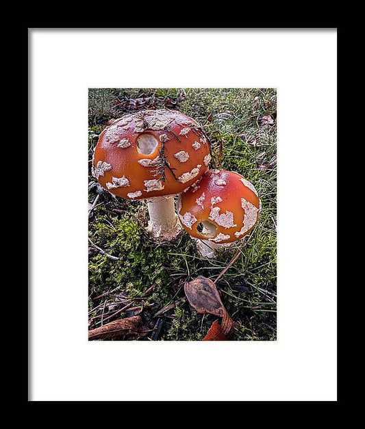 Mushrooms  - Framed Print