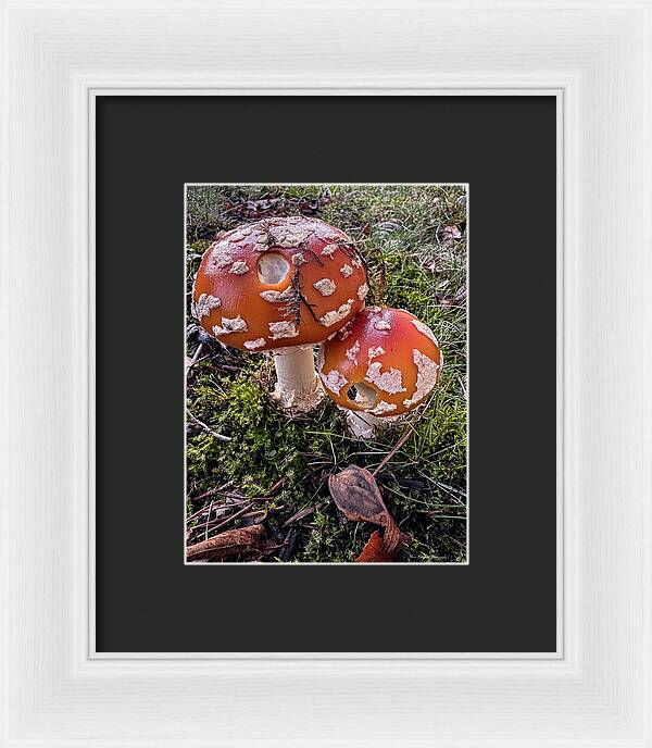 Mushrooms  - Framed Print