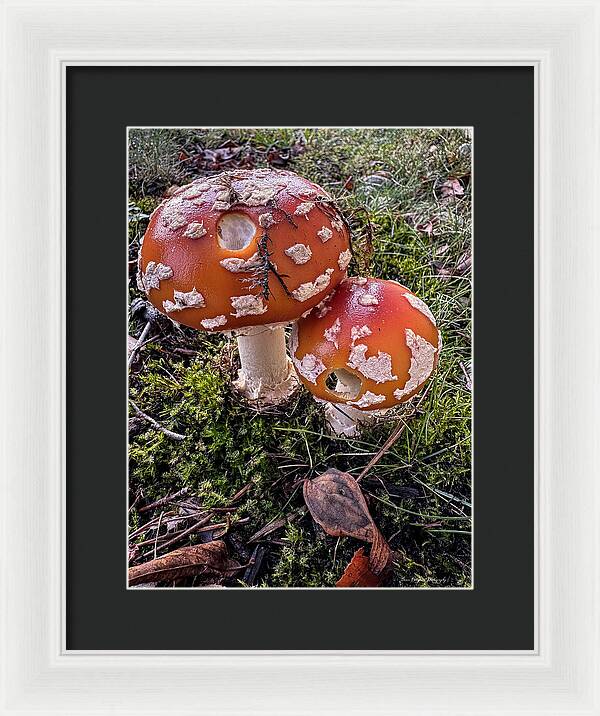 Mushrooms  - Framed Print