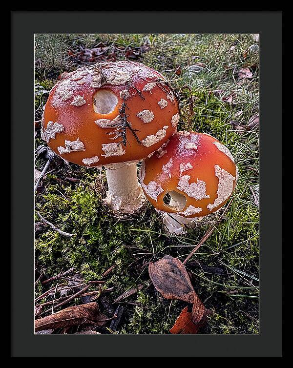 Mushrooms  - Framed Print