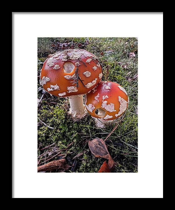 Mushrooms  - Framed Print