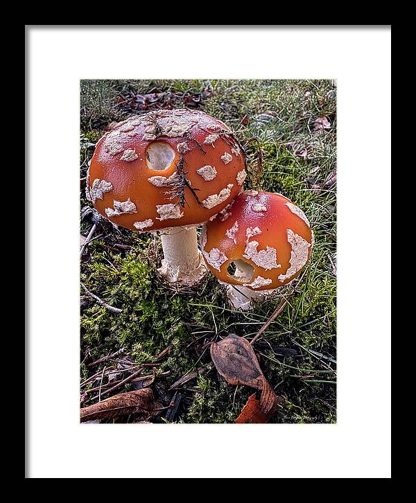Mushrooms  - Framed Print
