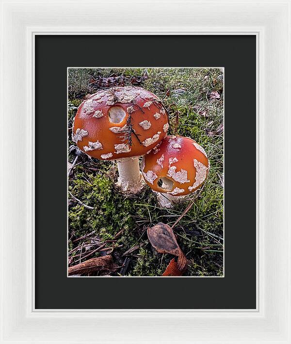 Mushrooms  - Framed Print