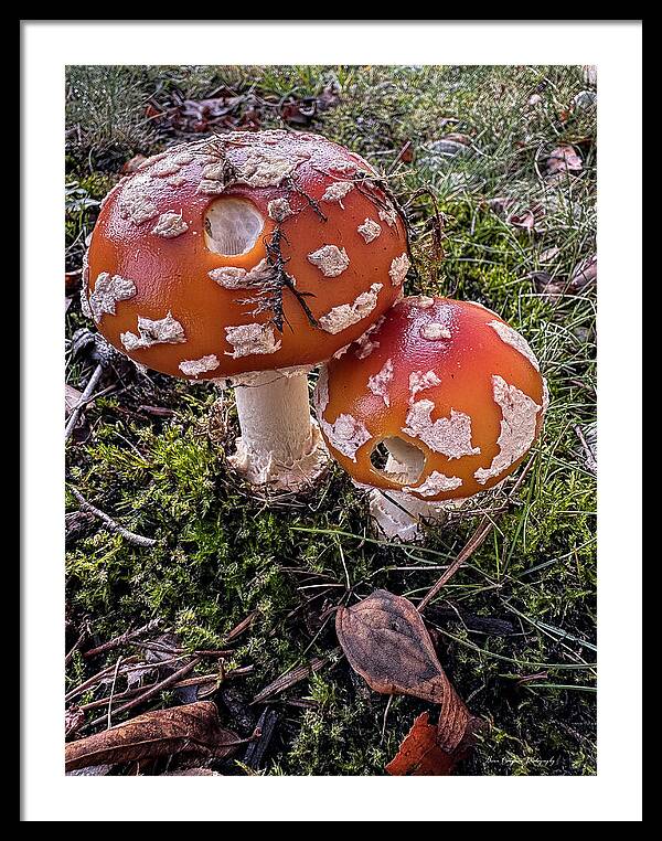 Mushrooms  - Framed Print