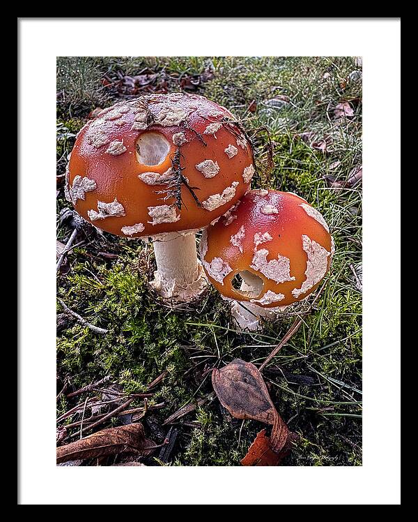 Mushrooms  - Framed Print
