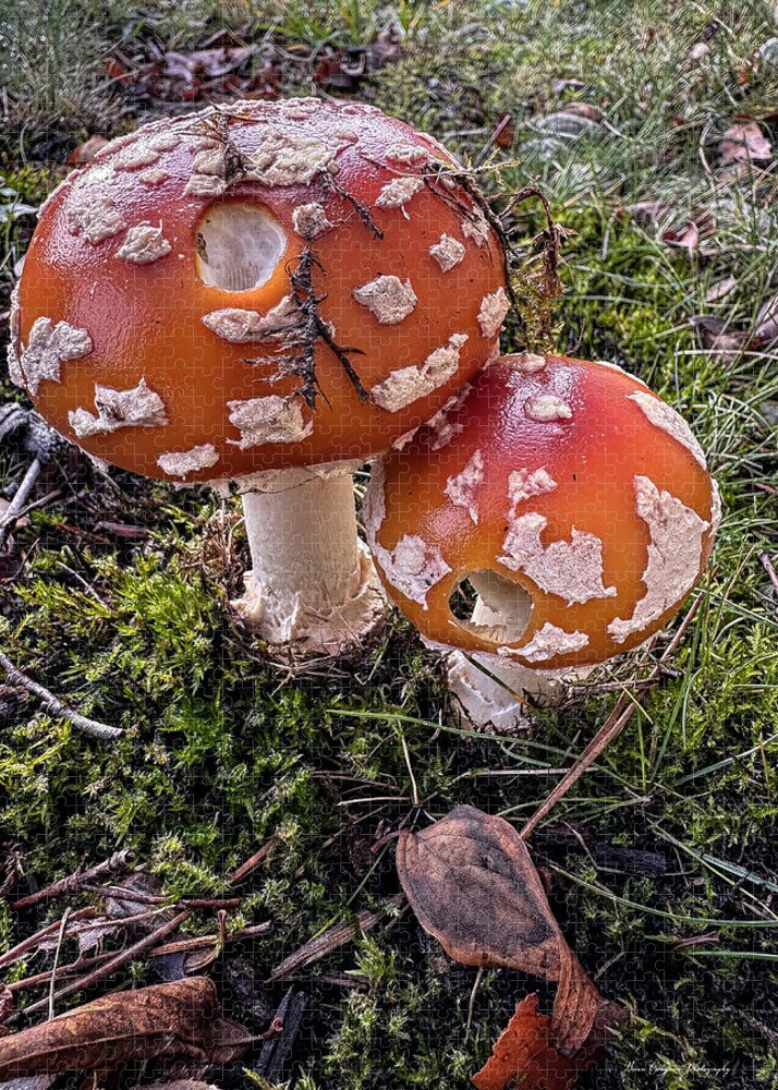Mushrooms  - Puzzle