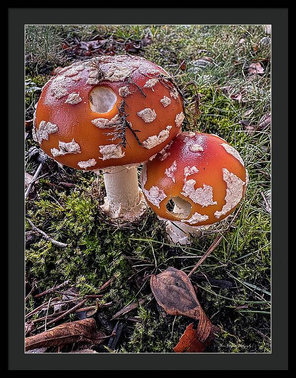 Mushrooms  - Framed Print