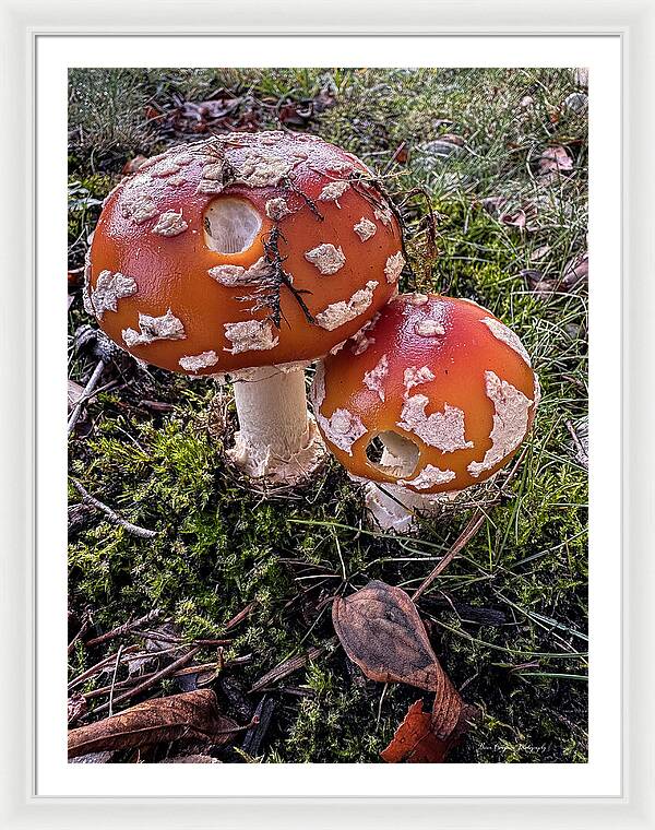 Mushrooms  - Framed Print