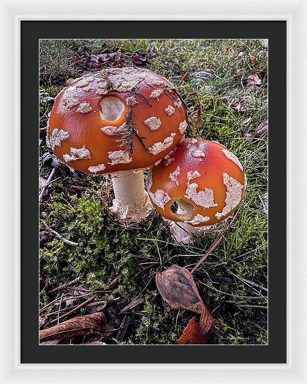 Mushrooms  - Framed Print