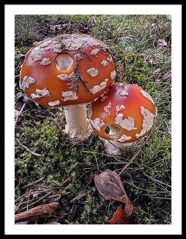 Mushrooms  - Framed Print