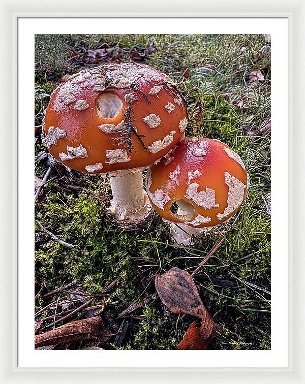Mushrooms  - Framed Print