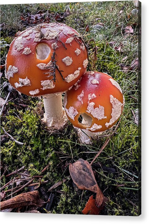 Mushrooms  - Acrylic Print