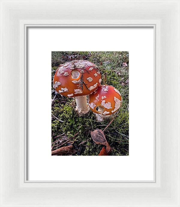Mushrooms  - Framed Print