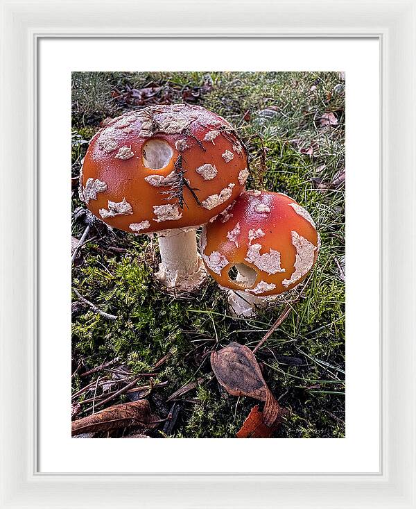 Mushrooms  - Framed Print