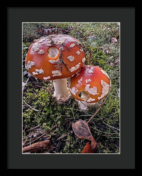 Mushrooms  - Framed Print