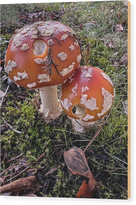 Mushrooms  - Wood Print