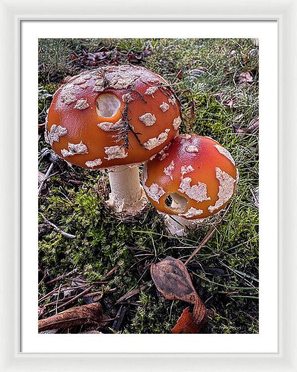 Mushrooms  - Framed Print