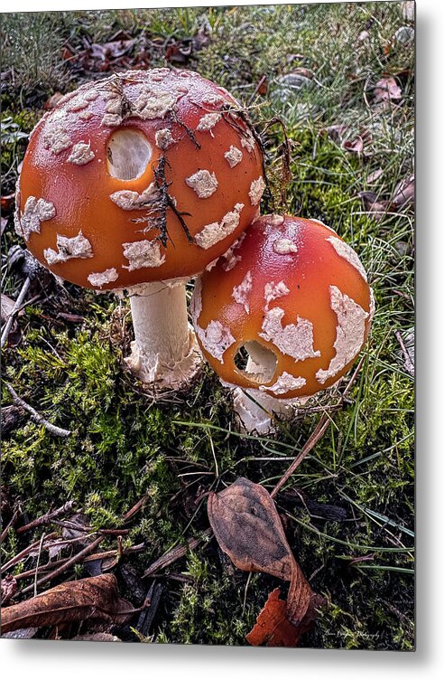 Mushrooms  - Metal Print