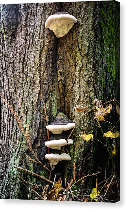 Mushrooms on the tree - Canvas Print