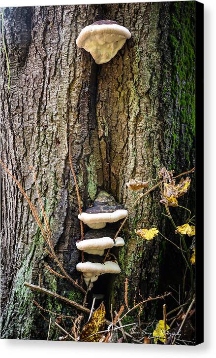 Mushrooms on the tree - Canvas Print