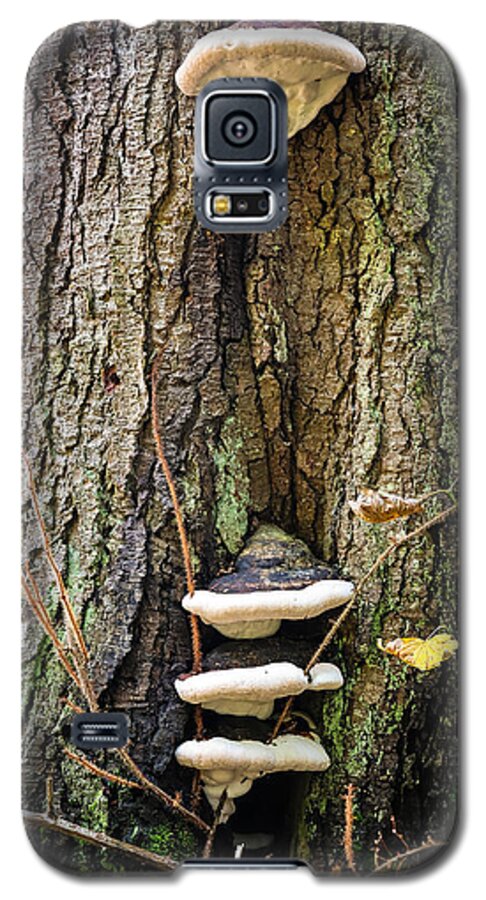 Mushrooms on the tree - Phone Case