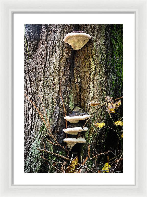 Mushrooms on the tree - Framed Print