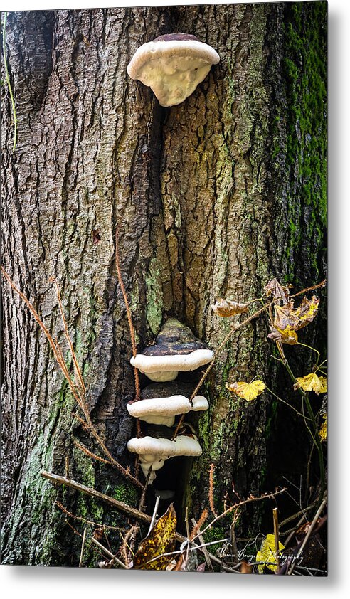 Mushrooms on the tree - Metal Print