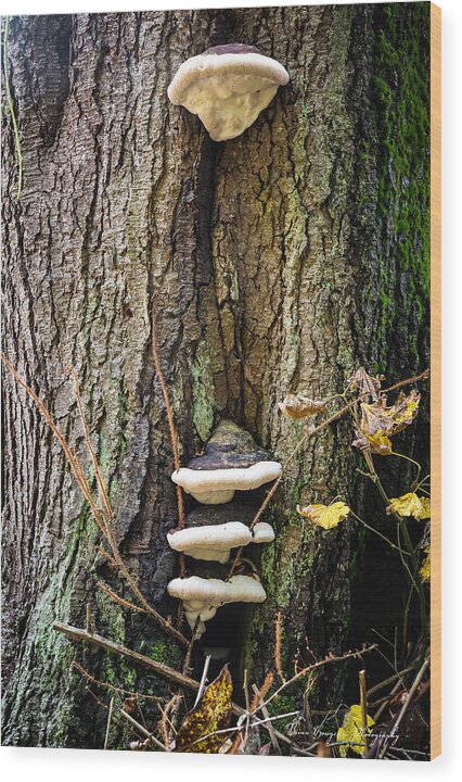 Mushrooms on the tree - Wood Print