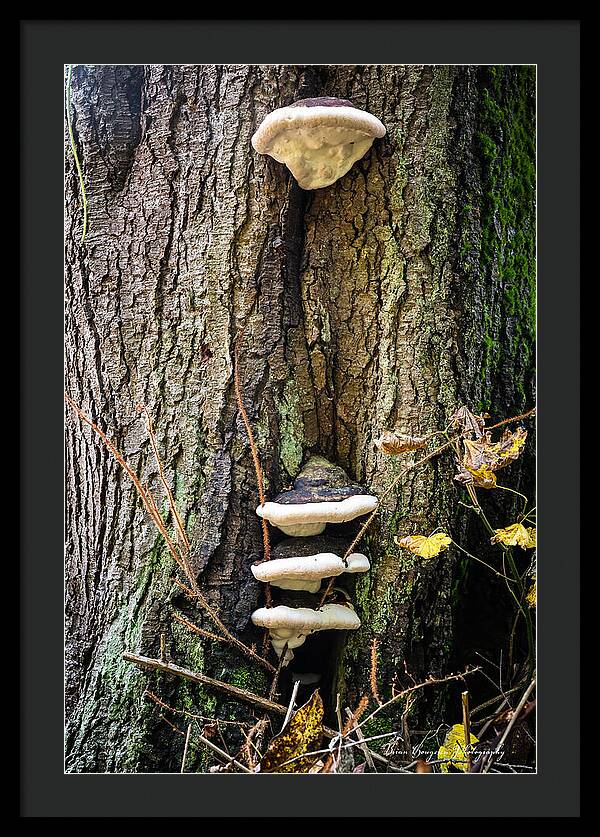 Mushrooms on the tree - Framed Print